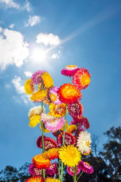 Hermoso ramo de flores de paja secas de colores o eterno cielo azul . — Foto de Stock