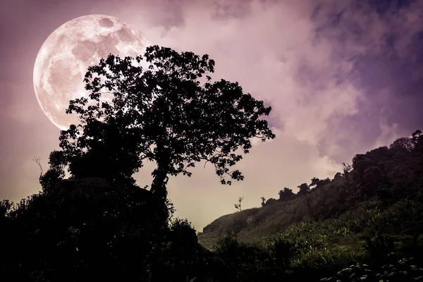 Baumsilhouetten vor dunklem Himmel auf ruhigem Naturhintergrund. — Stockfoto