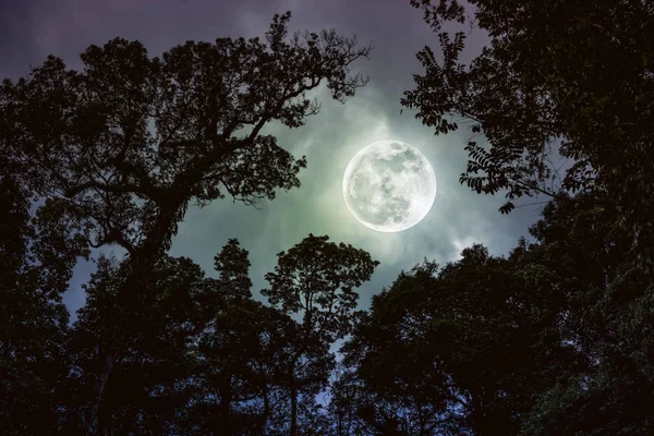 Az ágak a fák ellen night ég a teljes moo sziluett — Stock Fotó