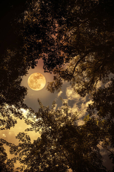 Silhouette the branches of trees against night sky with full moon