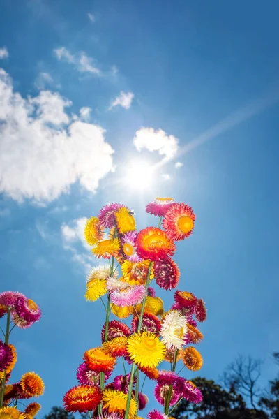Hermoso ramo de flores de paja secas de colores o eterno con cielo azul con nubes y luz solar . — Foto de Stock