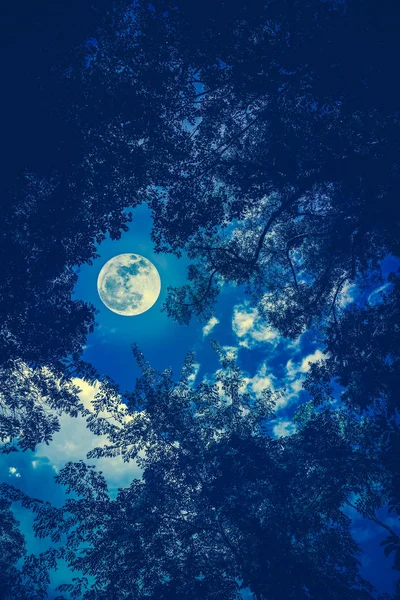 Silhouette i rami degli alberi contro il cielo notturno con la luna piena — Foto Stock