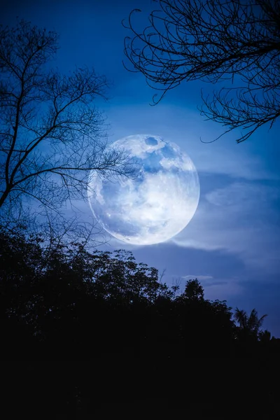 Sziluettek száraz fa, ég és gyönyörű super Hold ellen. — Stock Fotó
