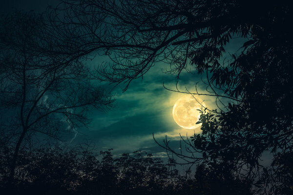 Silhouettes of dry trees against night sky with clouds and full moon over tranquil nature background. Landscape in the evening at national park. Beauty of nature. The moon were NOT furnished by NASA.