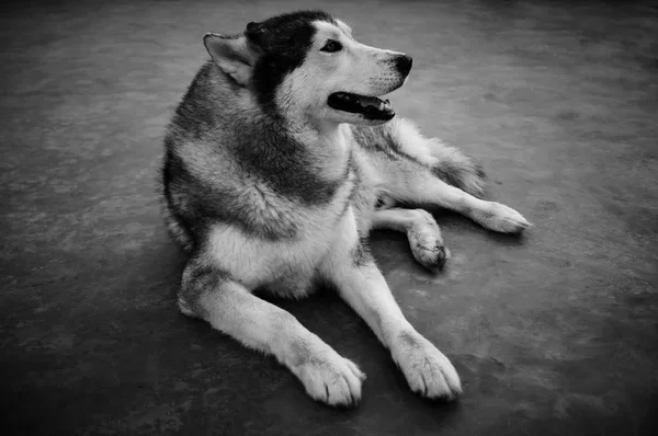 Siberiano Husky. Pieno corpo di cane addomesticato seduto a terra . — Foto Stock