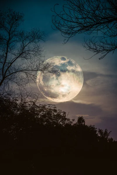 Silhouetten van droge boom tegen hemel en prachtige maan super. — Stockfoto