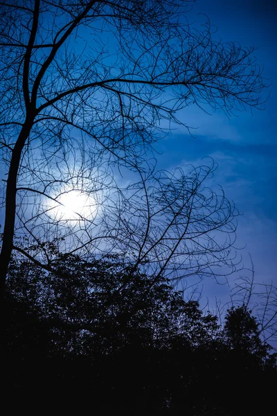 Silhueta de árvore seca contra céu noturno com belo luar . — Fotografia de Stock