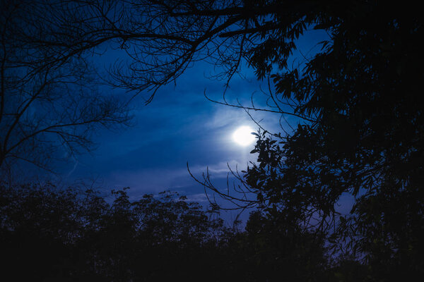 Silhouette of trees against night sky with moonlight over tranquil at forest. Beautiful nature background, outdoors at nighttime.