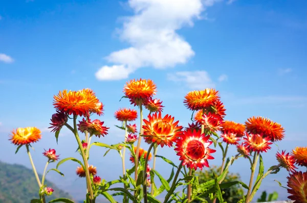 Krásná kytice barevné suché slámy květin nebo věčné s modrou oblohou. — Stock fotografie