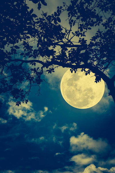 Silhouette of the branches of trees against the night sky in a moon. Beautiful landscape with bright moon in the night sky. Cross process and vintage tone. Outdoors. The moon were NOT furnished by NASA.