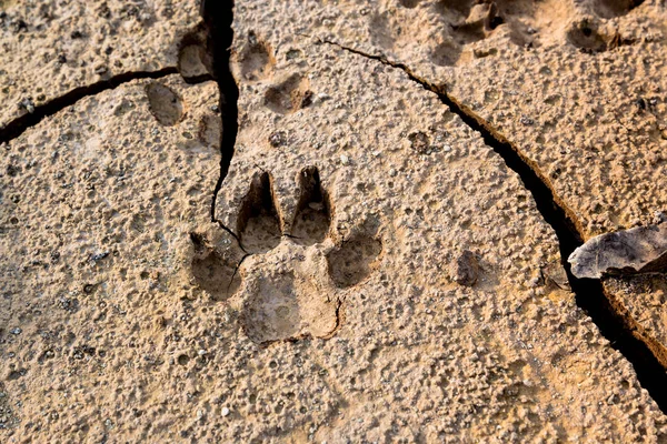 Dog footprints at the cracked ground.