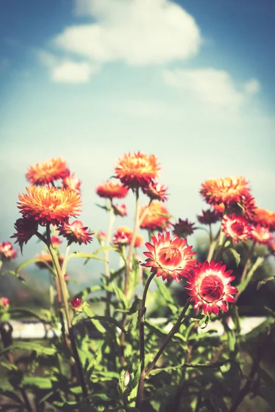 Beautiful bouquet of colorful dry straw flowers or everlasting over bluesky. — Stock Photo, Image