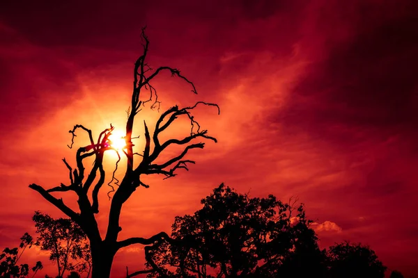 Paisaje de cielo rojo oscuro con rayos de sol a través de silueta de árbol muerto — Foto de Stock