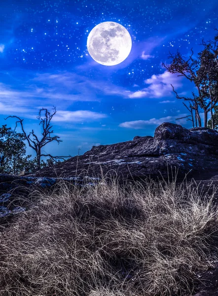 Landschaft des Nachthimmels mit vielen Sternen über der Wildnis. — Stockfoto