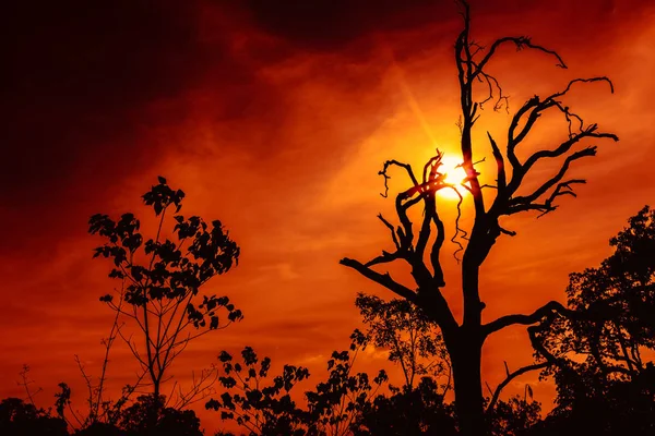 Paisaje de cielo rojo oscuro con rayos de sol a través de silueta de árbol muerto , — Foto de Stock