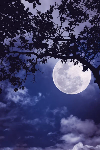 Силуэт ветвей деревьев против ночного неба в ночное время . — стоковое фото