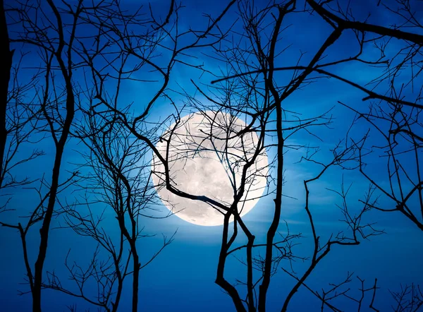 Night landscape of sky with bright super moon behind silhouette of dead tree. — Stock Photo, Image