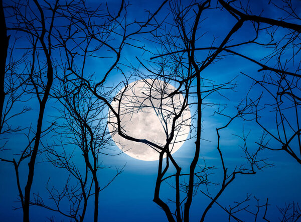Night landscape of sky and super moon with bright moonlight behind silhouette of dead tree, serenity nature background. Outdoors at nighttime. The moon taken with my own camera.