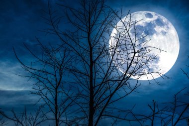 Siluet ölü ağacın arkasında parlak süper moon ile gökyüzünün gece manzarası.