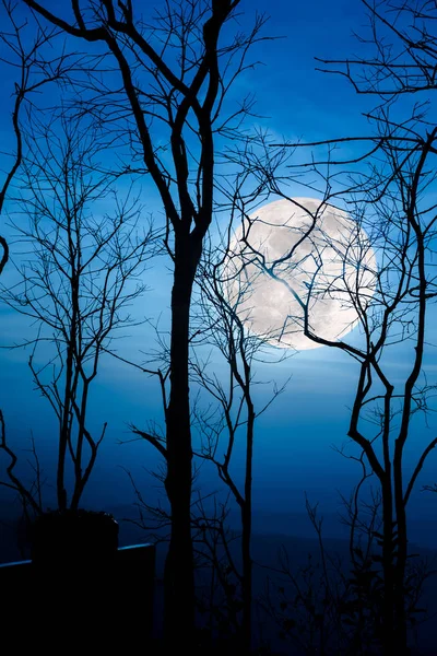 Paisagem noturna do céu com super lua brilhante atrás de silhueta de árvore morta na floresta — Fotografia de Stock