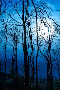 Siluet ormandaki ölü ağacın arkasında parlak süper moon ile gökyüzünün gece manzarası.