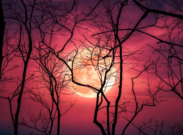Paesaggio notturno di cielo con brillante super luna dietro silhouette di albero morto . — Foto Stock