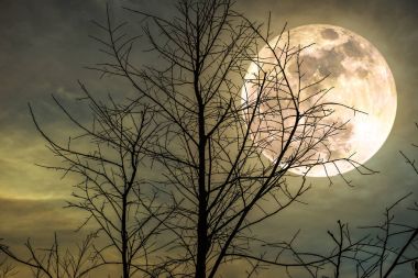 Ölü ağaçlar silüeti arkasında süper moon ile gökyüzünün gece manzarası.
