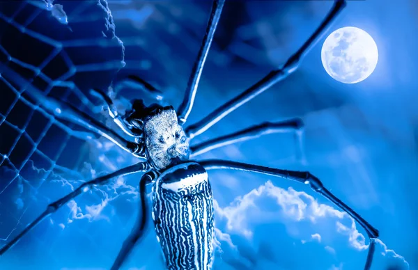 Sfondo Halloween. Spider primo piano e cielo notturno con luna piena — Foto Stock