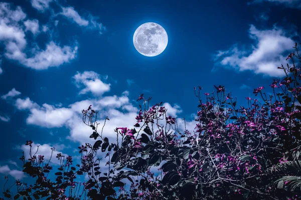 Flores coloridas florescendo contra o céu noturno e nuvens com lua cheia . — Fotografia de Stock