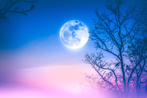 Landscape of colorful sky, foggy is swinging between dry tree 