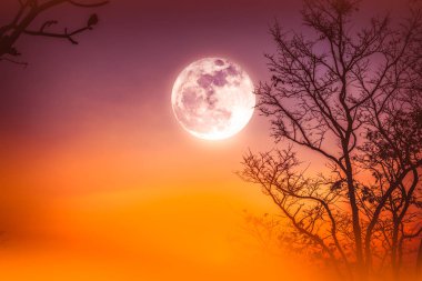 Landscape of colorful sky, foggy is swinging between dry tree and full moon, serenity nature background.  clipart