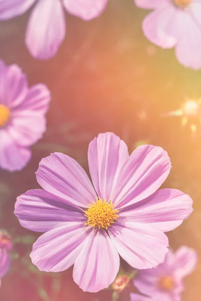 Różowy uroda zbliżenie kosmos kwiaty z jasnym świetle słonecznym. Vintage efekt ton. — Zdjęcie stockowe