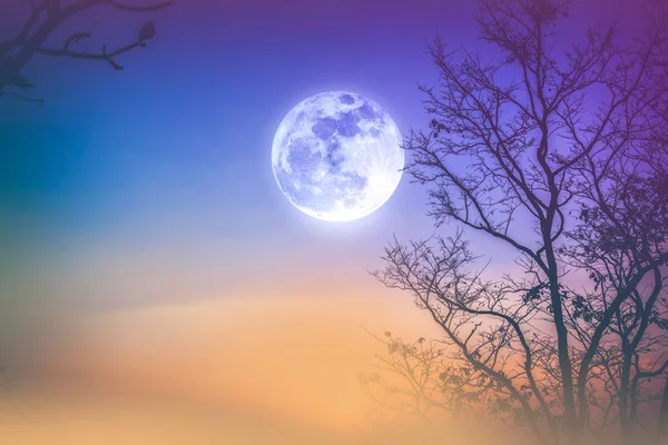 Landscape of colorful sky, foggy is swinging between dry tree and full moon. — Stock Photo, Image