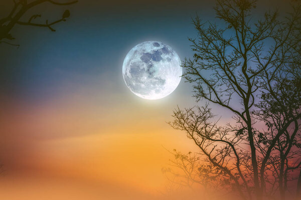 Night landscape of colorful sky, foggy is swinging between silhouette of dry tree and bright full moon. Serenity nature background. Outdoor at nighttime. The moon taken with my own camera.