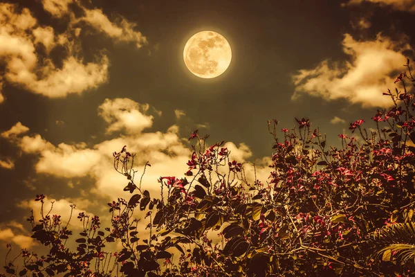 Flores que florecen contra el cielo nocturno y nubes con luna llena brillante . — Foto de Stock