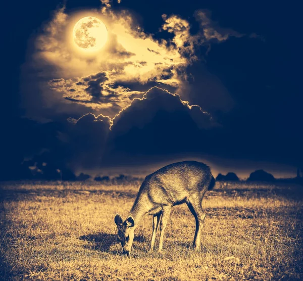 Beautiful deer graze among sky with bright full moon and dark cloudy, serenity nature background.