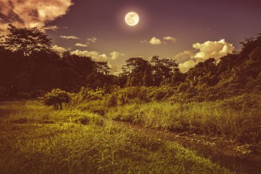 Vahşi alanı ormandaki, serenity doğa arka plan üzerindeki parlak dolunay.