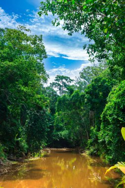 Ormandaki cloudsover huzur doğa gökyüzü manzara.