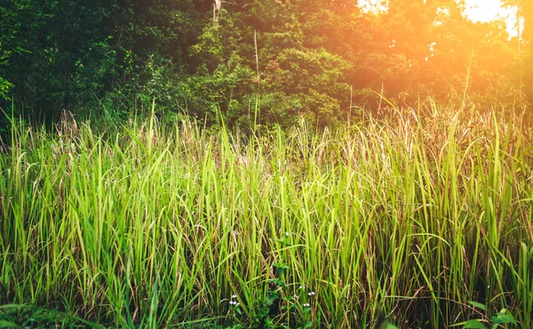 Green growing grass with bright sunlight. — Stock Photo, Image