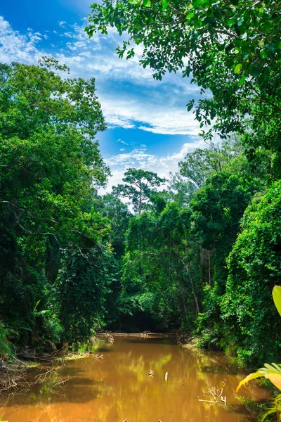 Ormandaki cloudsover huzur doğa gökyüzü manzara.