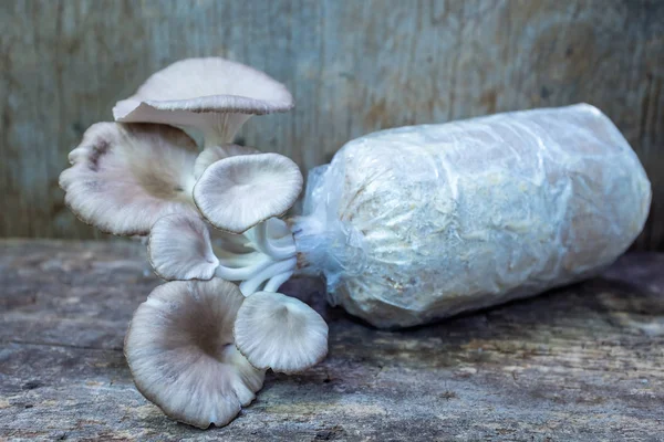 Seta de ostra crecen en bolsa de vivero sobre fondo de madera . —  Fotos de Stock