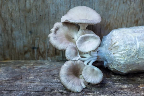 牡蛎蘑菇在育苗袋木制背景中成长. — 图库照片