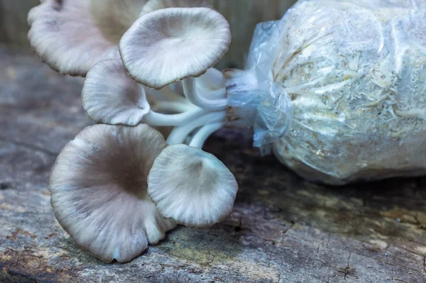 牡蛎蘑菇在育苗袋木制背景中成长. — 图库照片