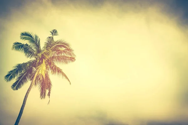椰子棕榈树在日落天空下在晚上与拷贝空间. — 图库照片