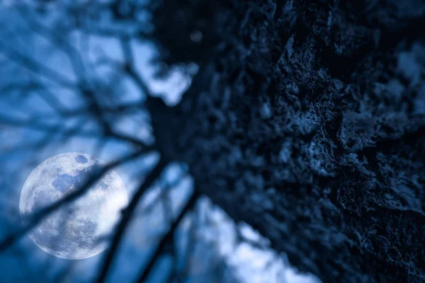 Silhouettes of dry trees with night sky and full moon. Serenity nature. — Stock Photo, Image