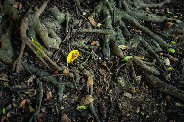 Roots of the banyan tree on ground in the tropical forest. — Stock Photo, Image