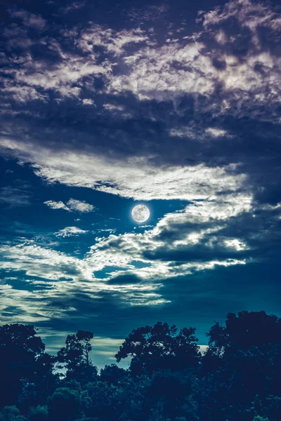 Sky with clouds and moon above silhouettes of trees. Serenity nature background