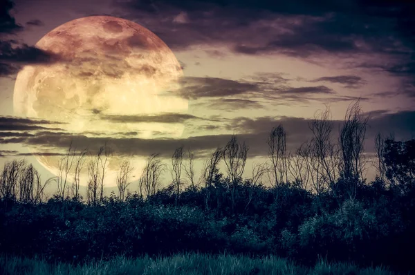 Kleurrijke hemel donker bewolkt en grote maan over silhouet van de boom. Rust natuur achtergrond. — Stockfoto