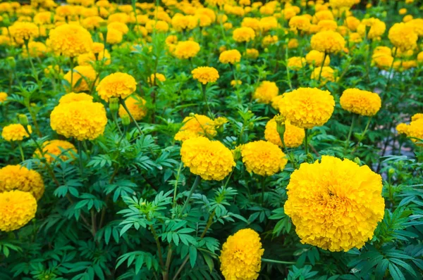 Hermosas flores de caléndulas amarillas creciendo en el jardín . — Foto de Stock