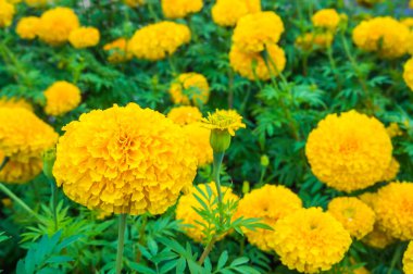 Güzel sarı marigolds Çiçekler bahçede büyüyen. 